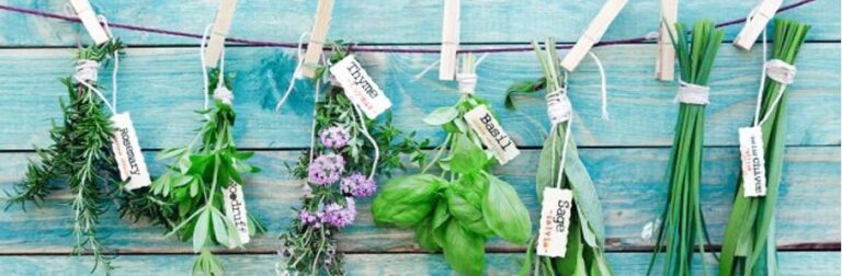 Lire la suite à propos de l’article La phytologie