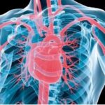 11- Une bonne circulation (prévention des maladies cardiovasculaires)